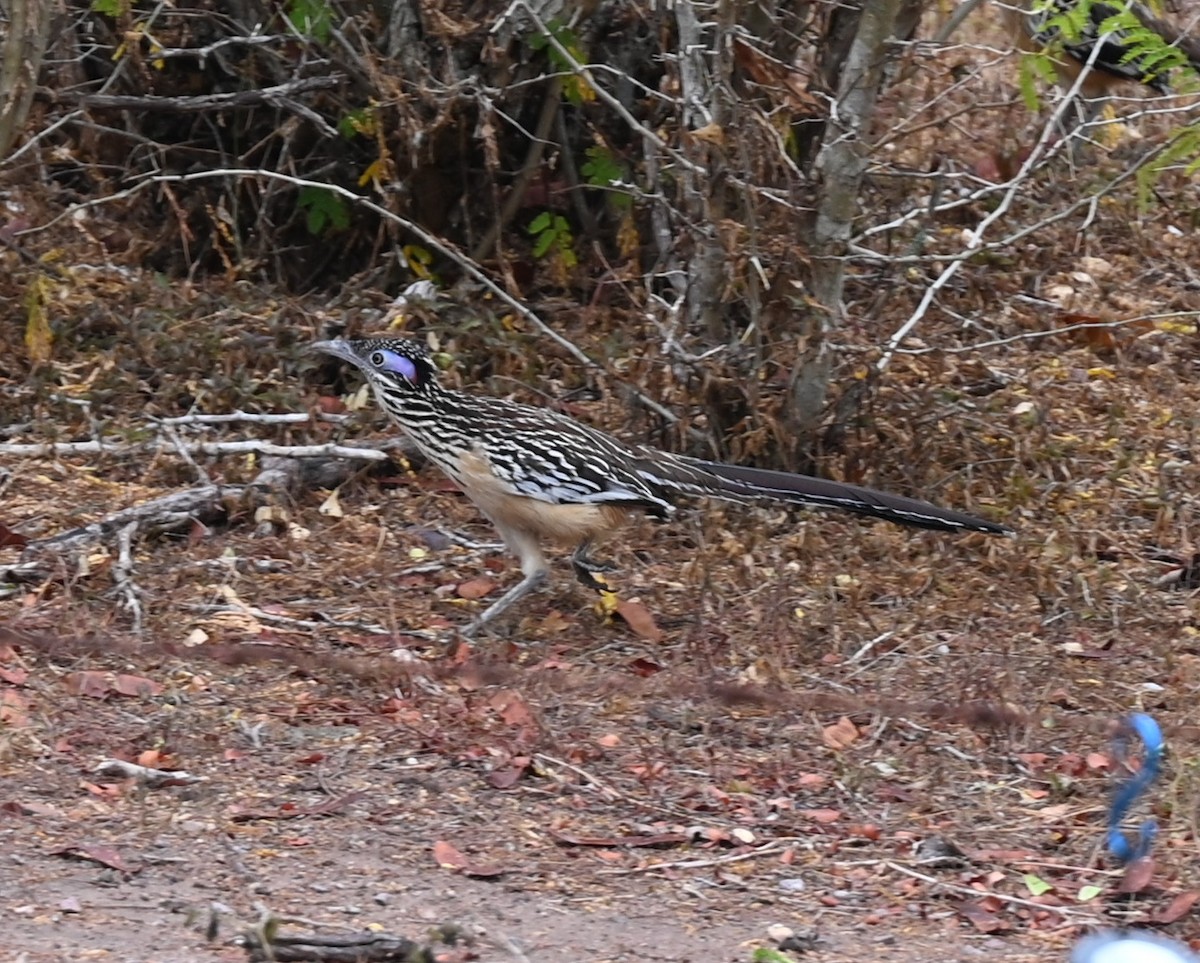 Lesser Roadrunner - Geoff Carpentier