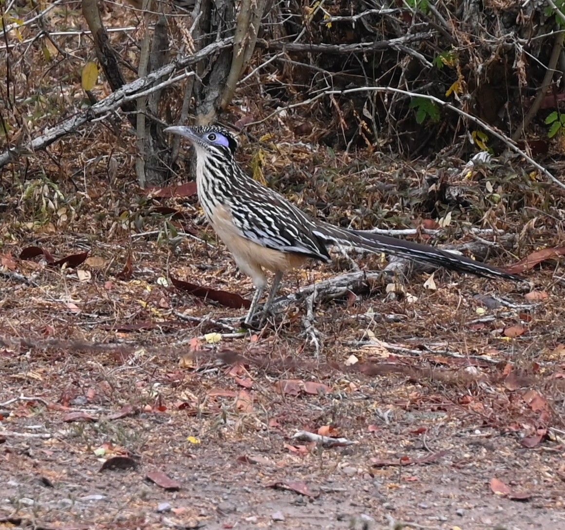 Lesser Roadrunner - ML616806906