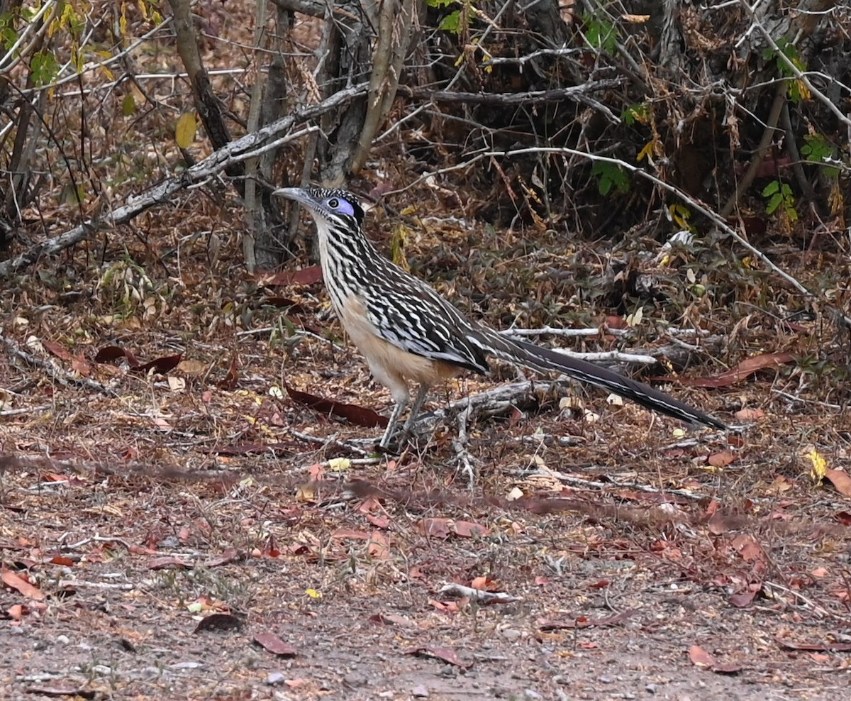 Lesser Roadrunner - Geoff Carpentier