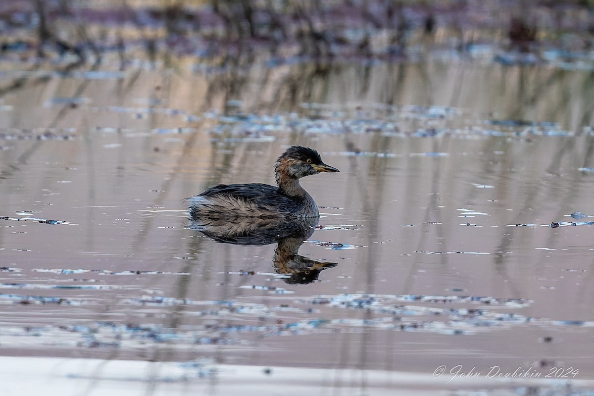 Australasian Grebe - John W G Doubikin