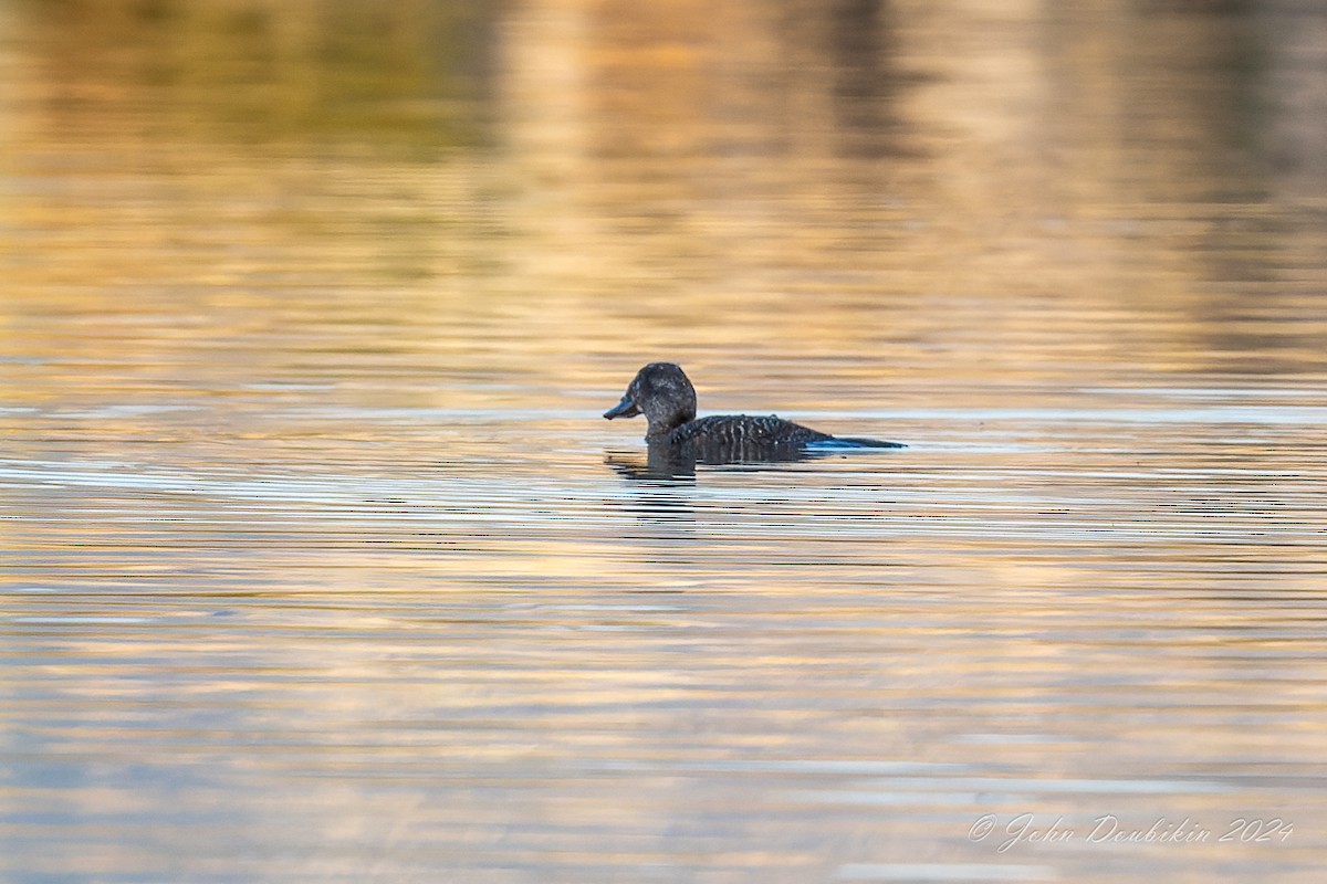 kachnice australská - ML616806915
