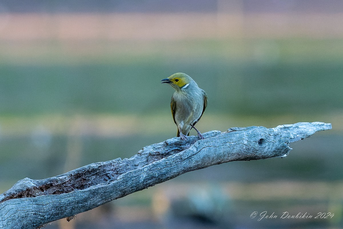 medosavka žlutohlavá - ML616806919