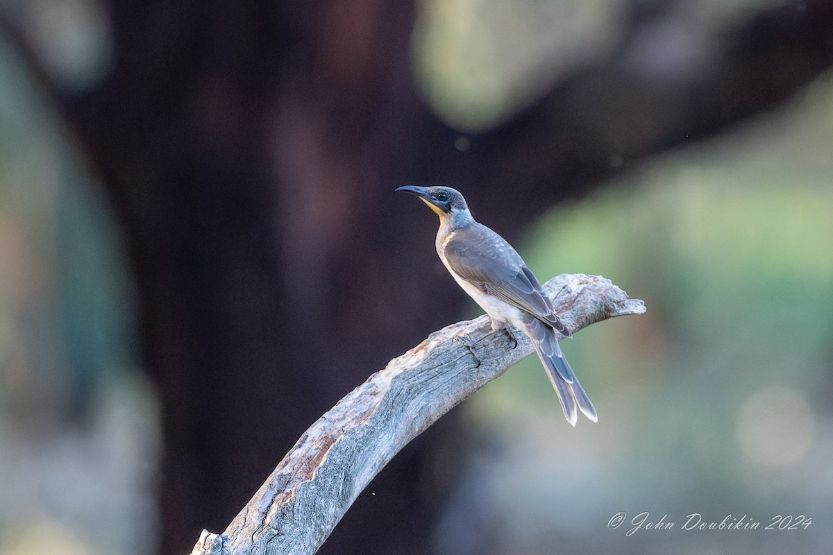 zoborožík malý - ML616806921