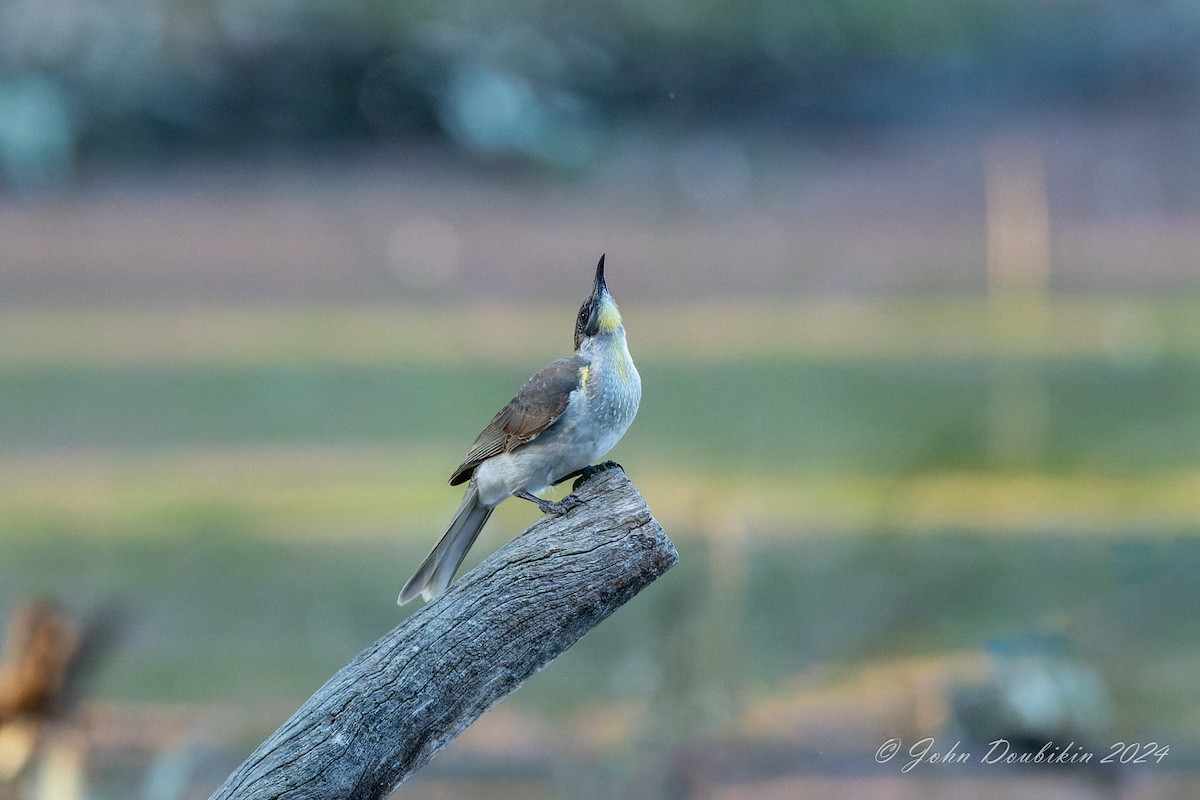 zoborožík malý - ML616806923