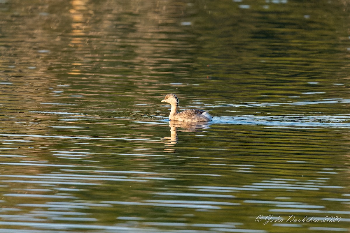 potápka šedohlavá - ML616806939