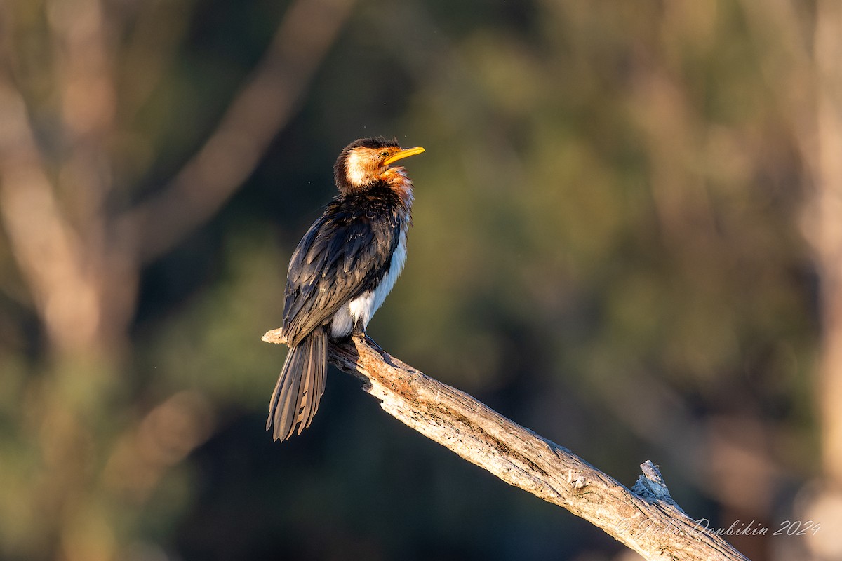 kormorán černobílý - ML616806942