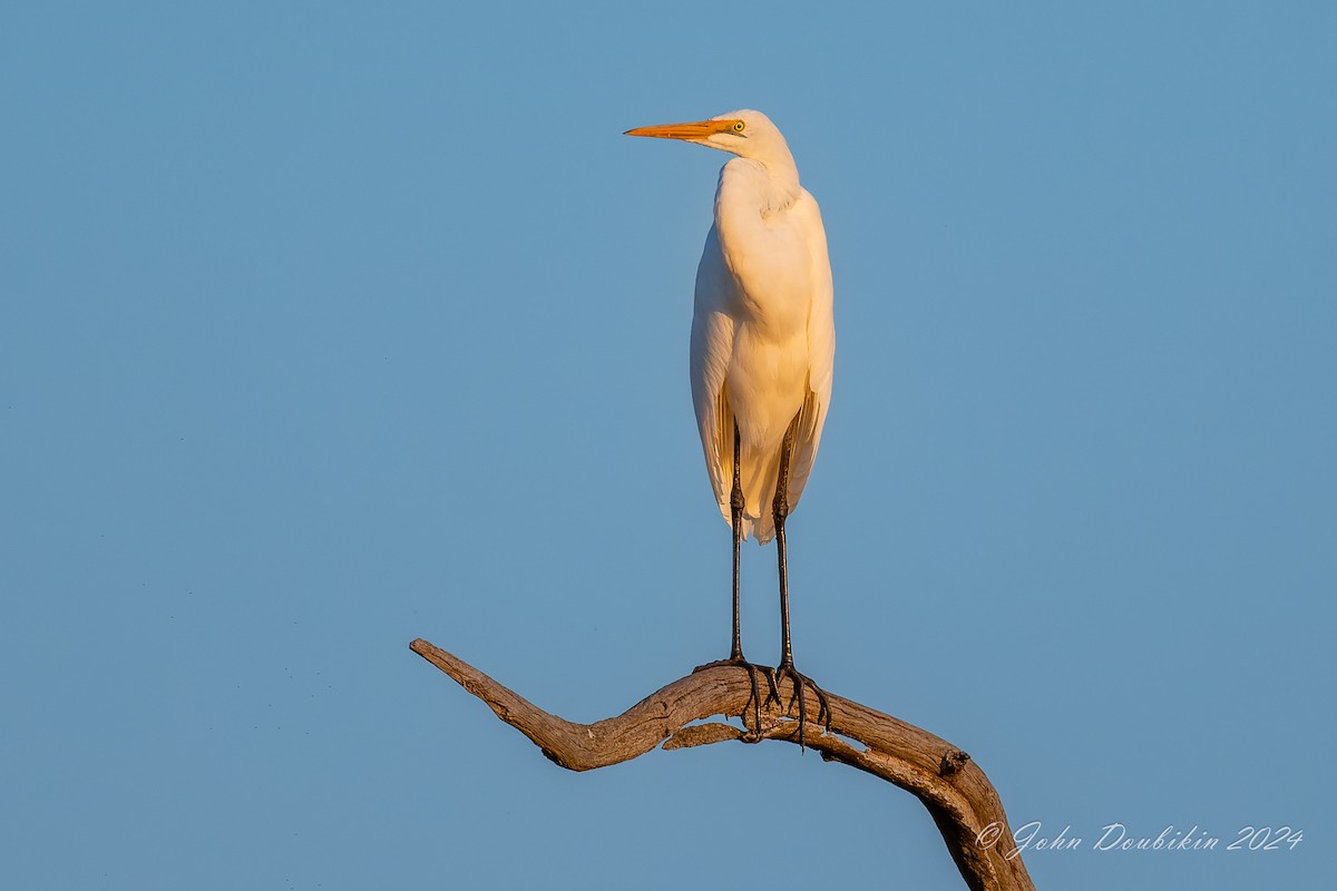 volavka bílá - ML616806945