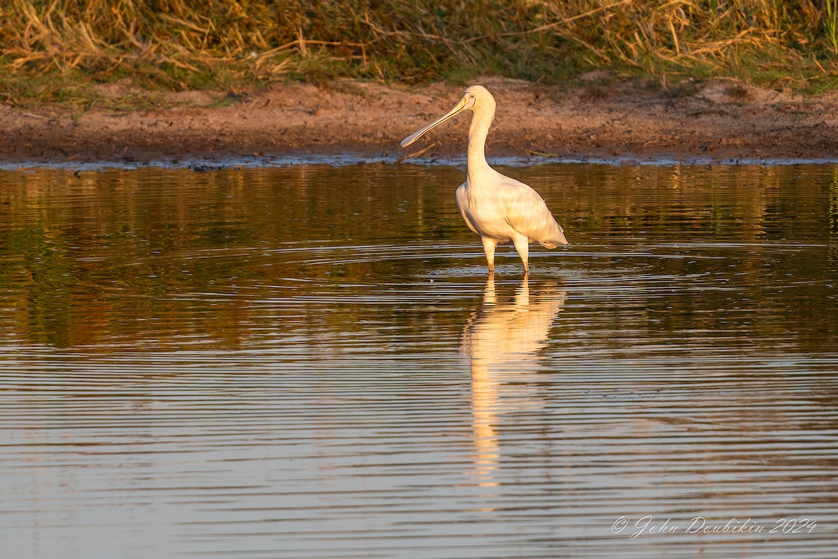 kolpík žlutozobý - ML616806947