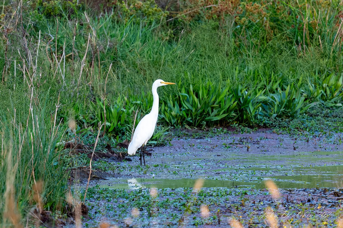 volavka půvabná - ML616806951