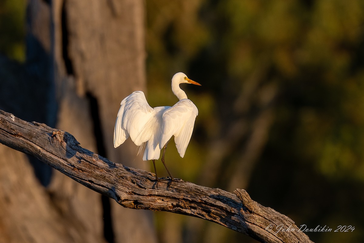 volavka půvabná - ML616806952