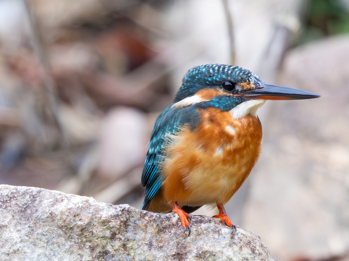 Common Kingfisher - Soo sing Loke