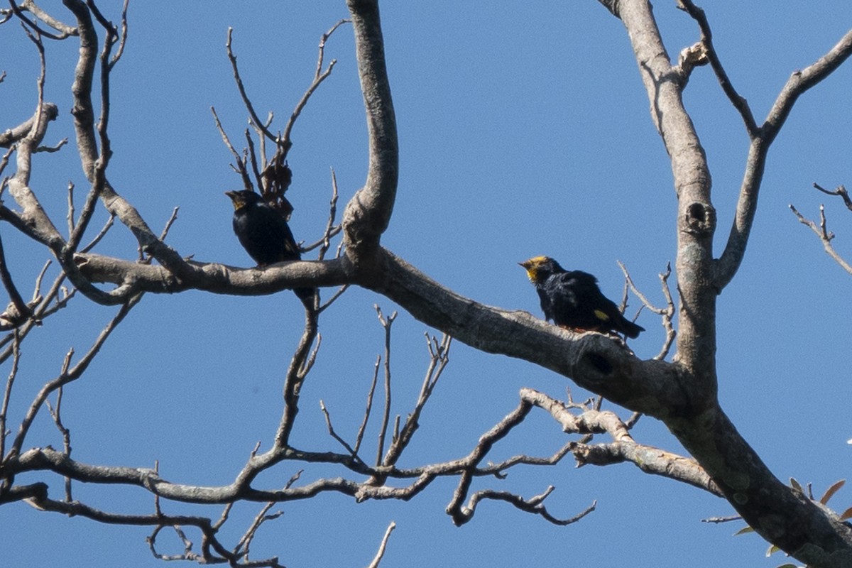 Golden-crested Myna - Ronith Urs