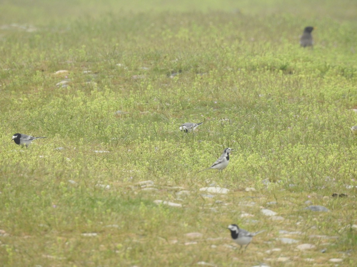 konipas bílý (ssp. alba/dukhunensis) - ML616807099