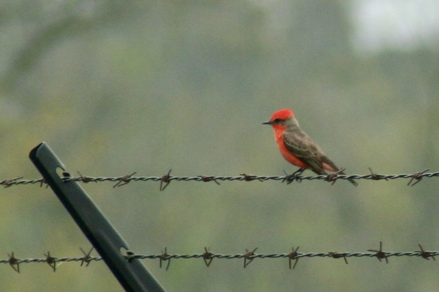 Vermilion Flycatcher - ML616807109