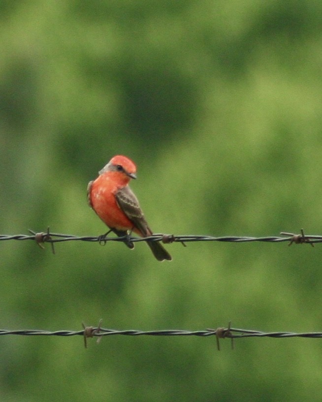 Vermilion Flycatcher - ML616807110
