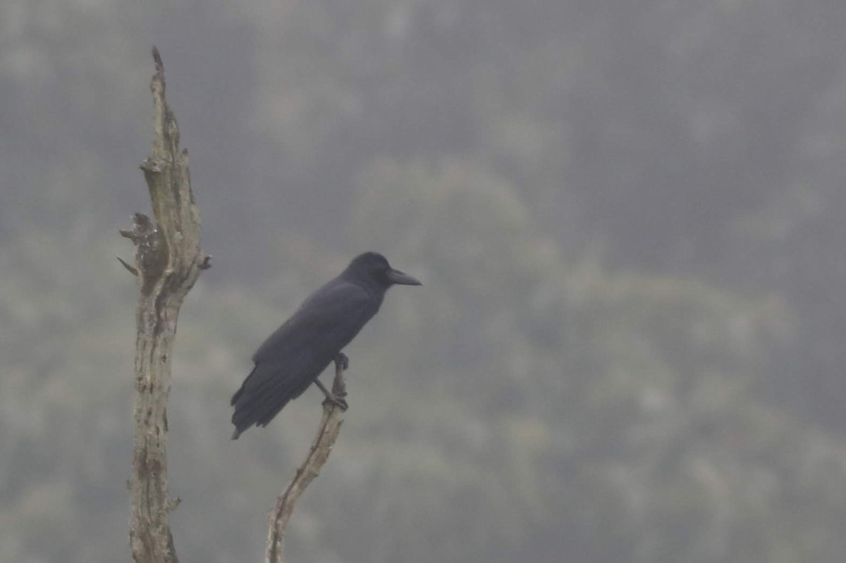 Corbeau à gros bec - ML616807113