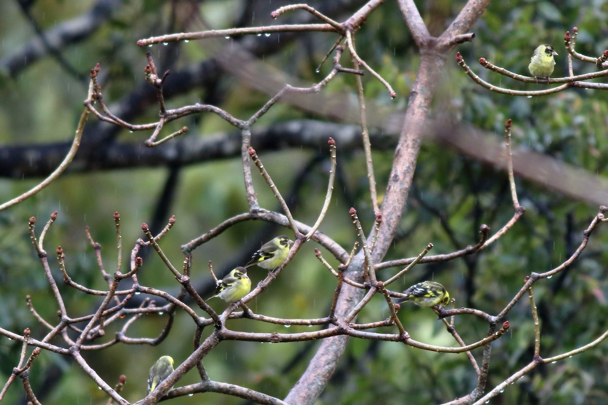 Yellow-breasted Greenfinch - ML616807168