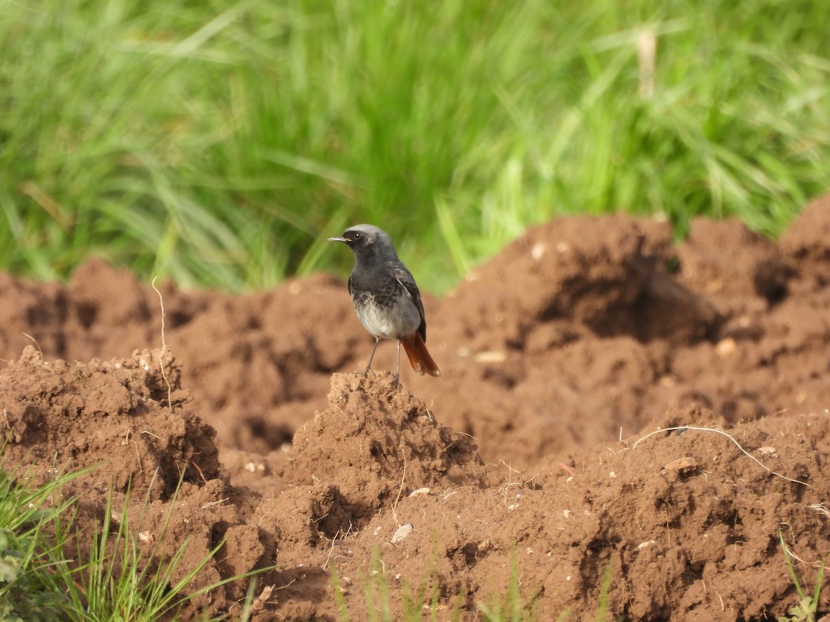 Black Redstart - Miroslav Repar