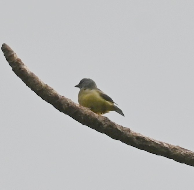 Yellow-winged Tanager - ML616807204
