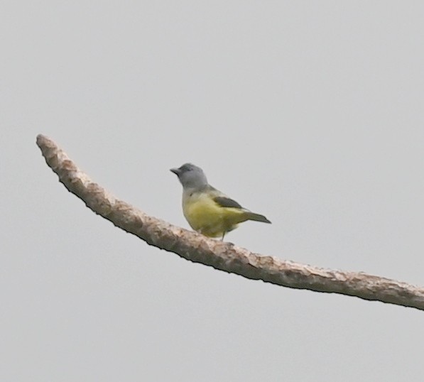 Yellow-winged Tanager - ML616807217