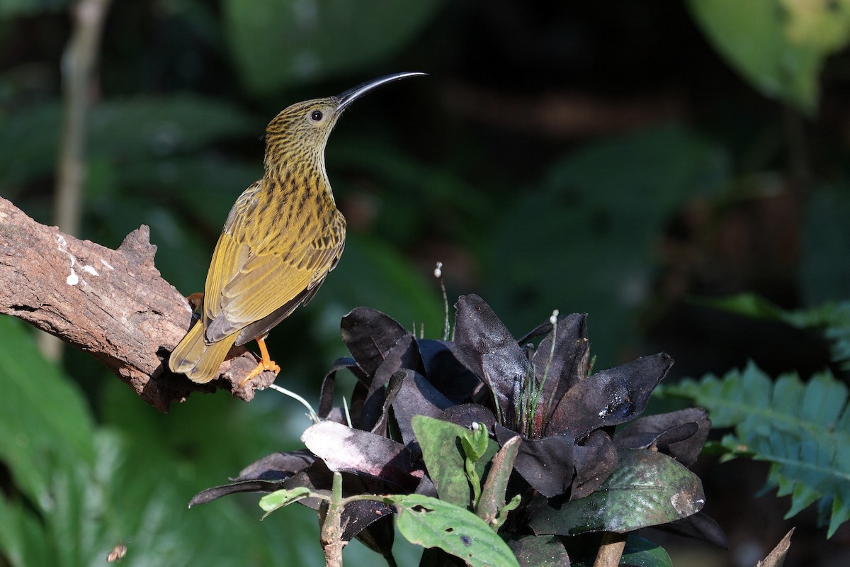 Streaked Spiderhunter - ML616807221