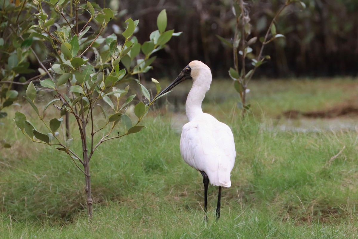 Royal Spoonbill - ML616807243