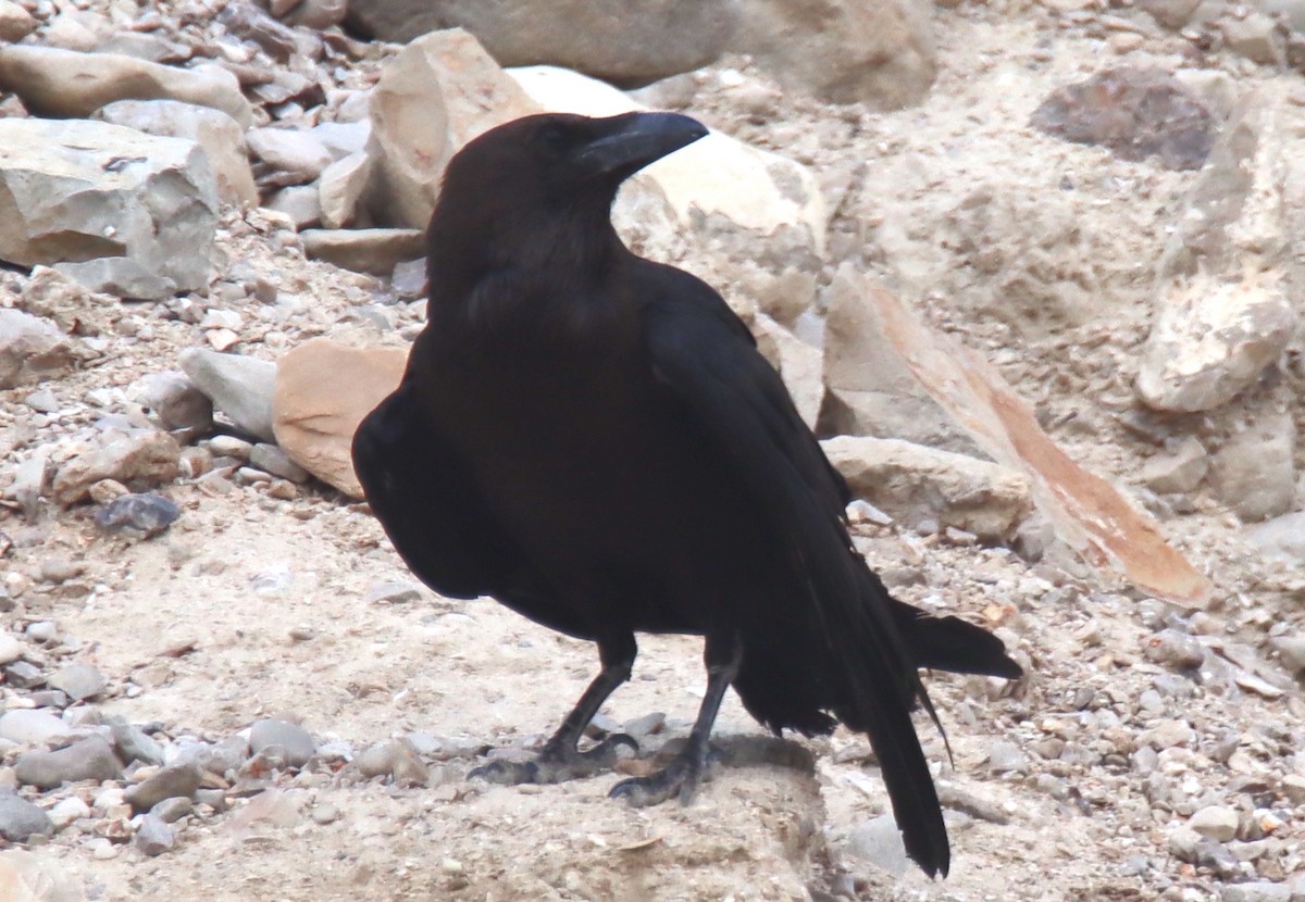 Brown-necked Raven - ML616807248