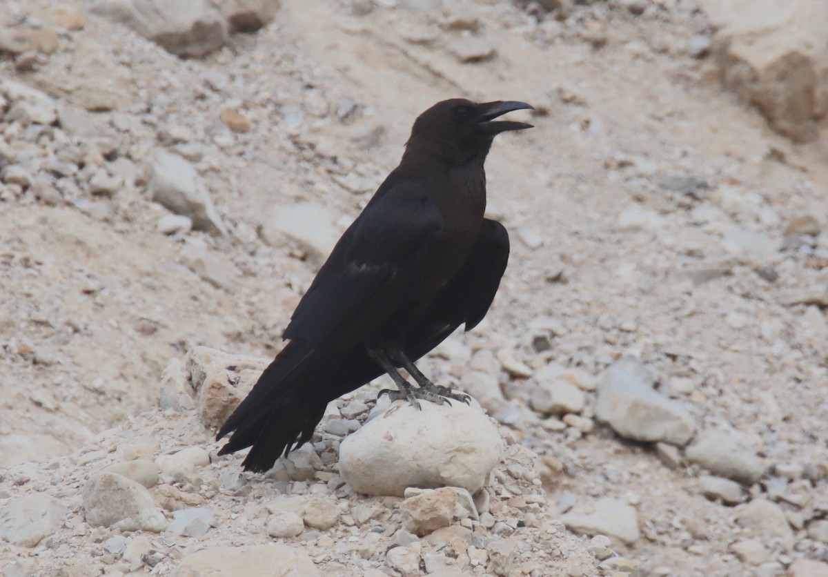 Brown-necked Raven - ML616807249