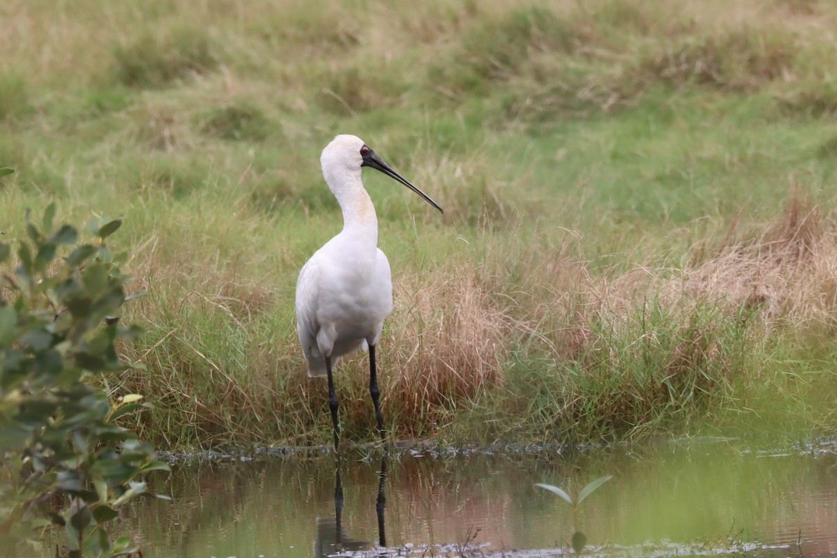 Royal Spoonbill - ML616807270