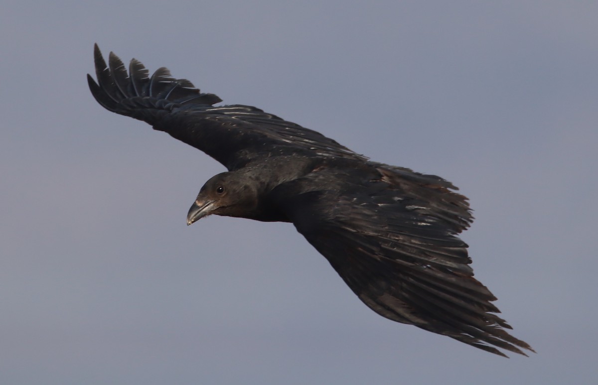 Fan-tailed Raven - ML616807284