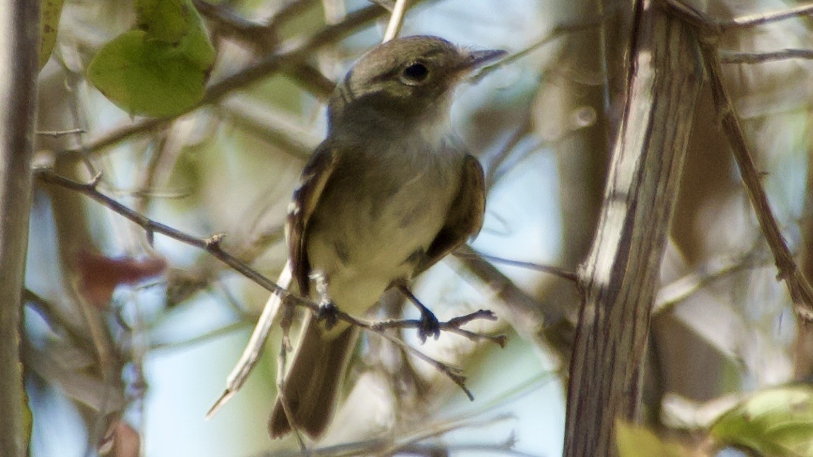 Least Flycatcher - ML616807293