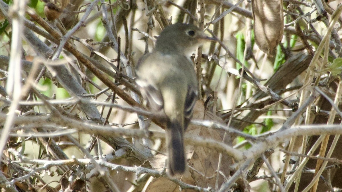 Least Flycatcher - ML616807305