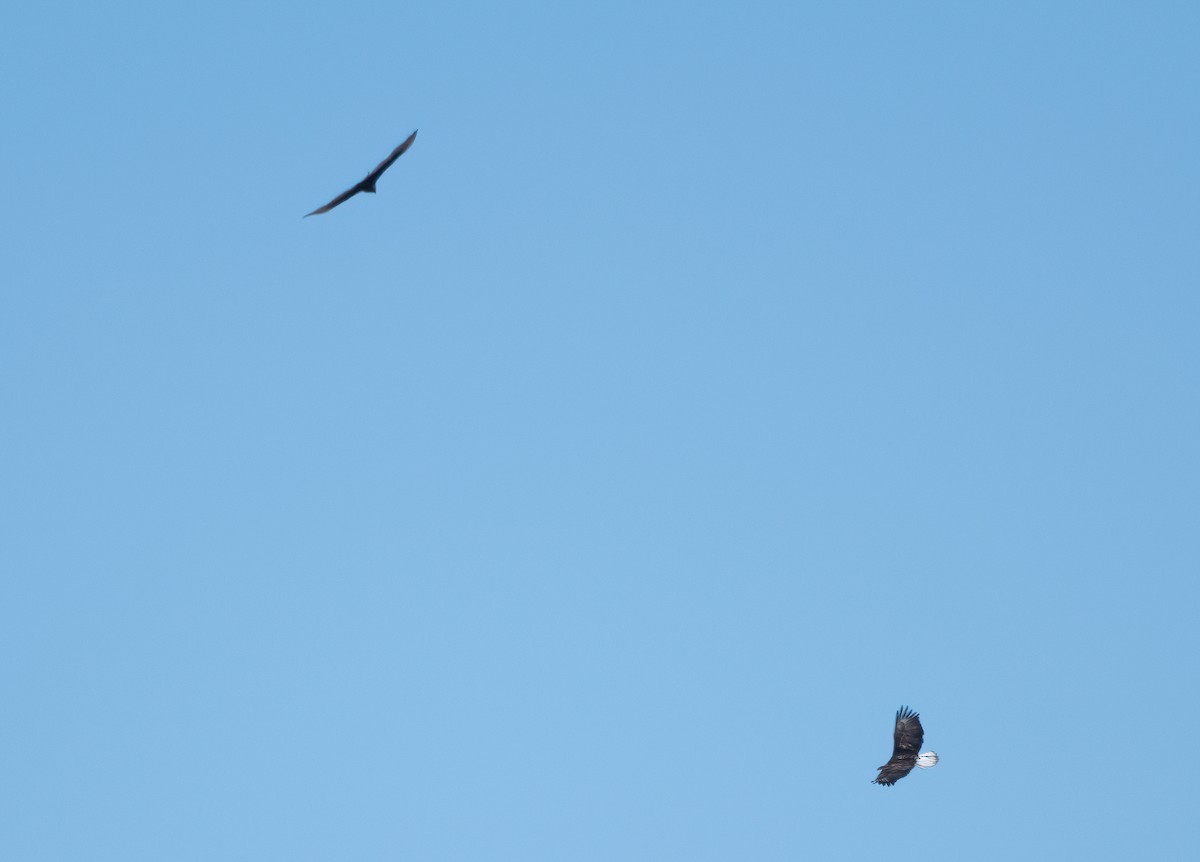 Bald Eagle - Annie Lavoie