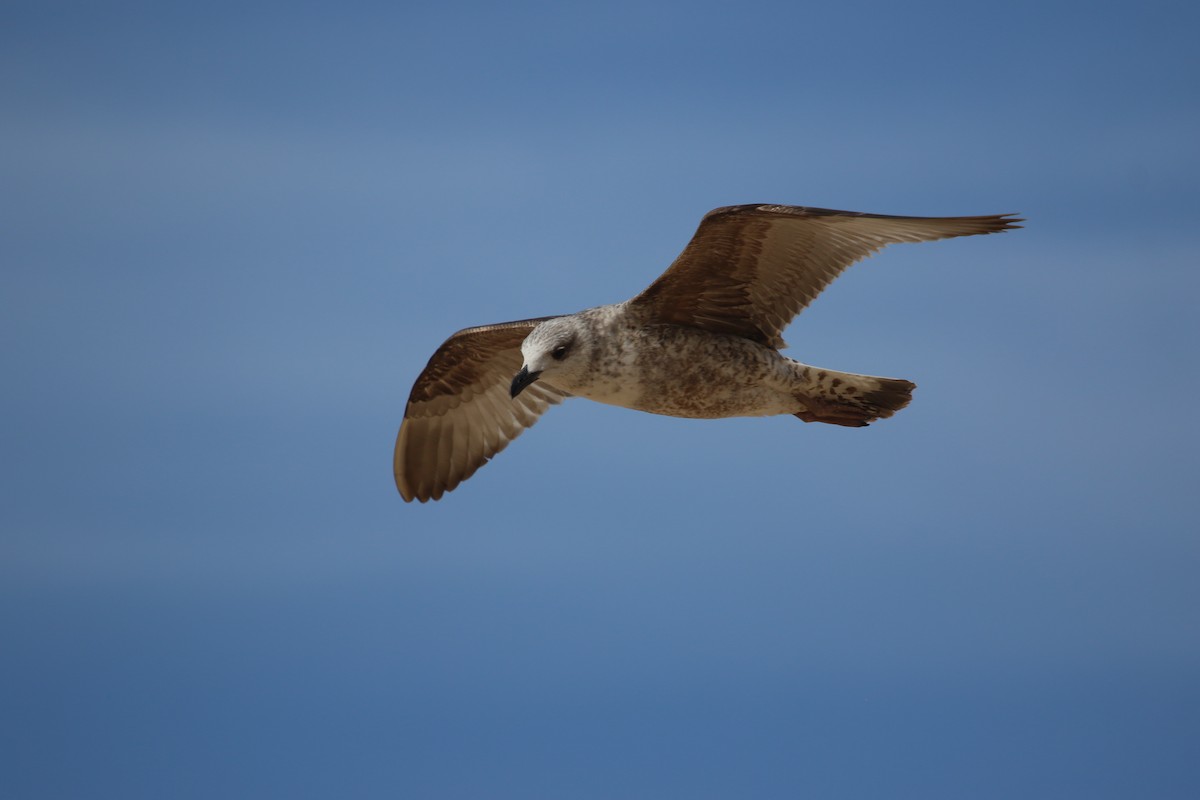 Yellow-legged Gull - ML616807323