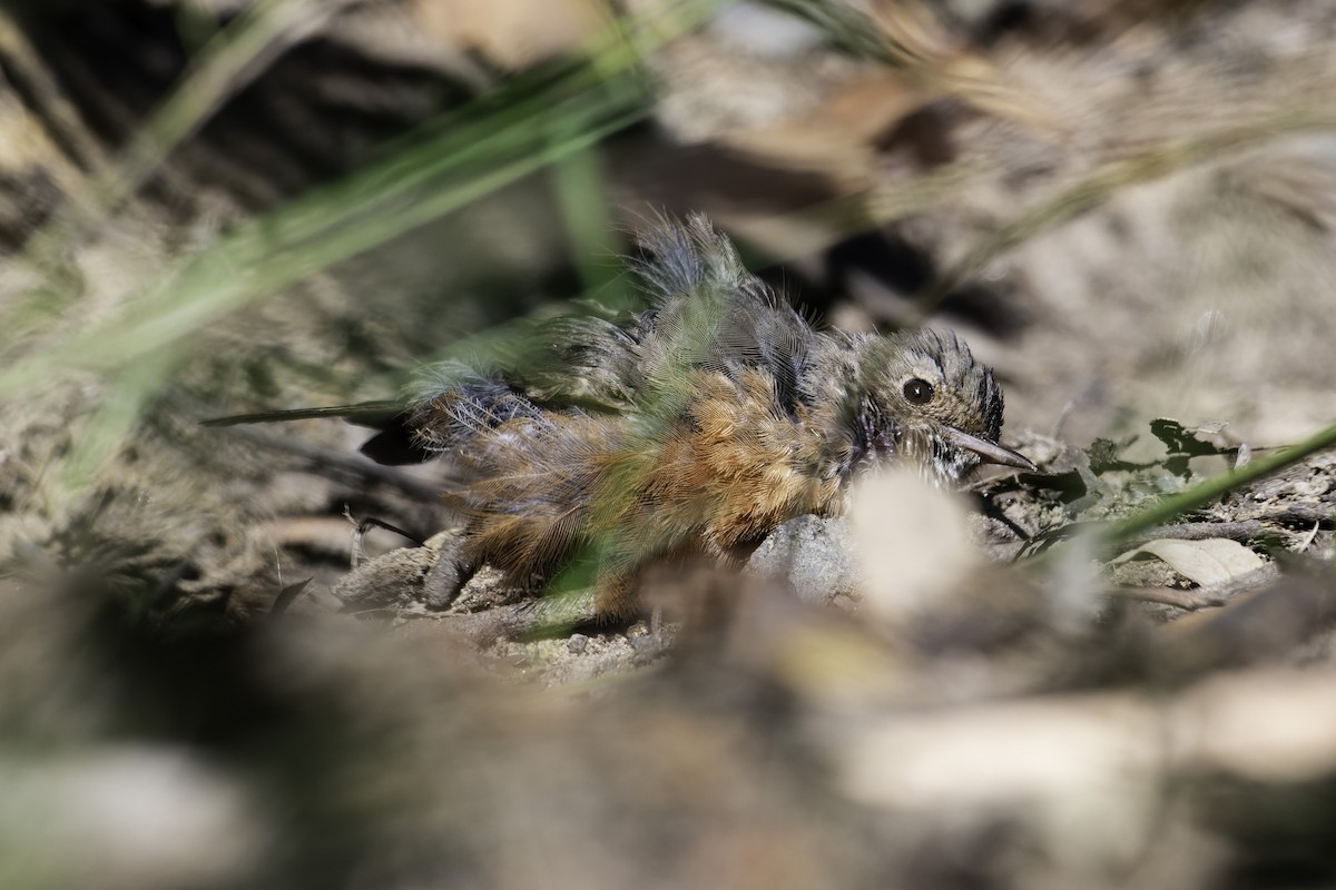 Rockwarbler - Peter Stevens