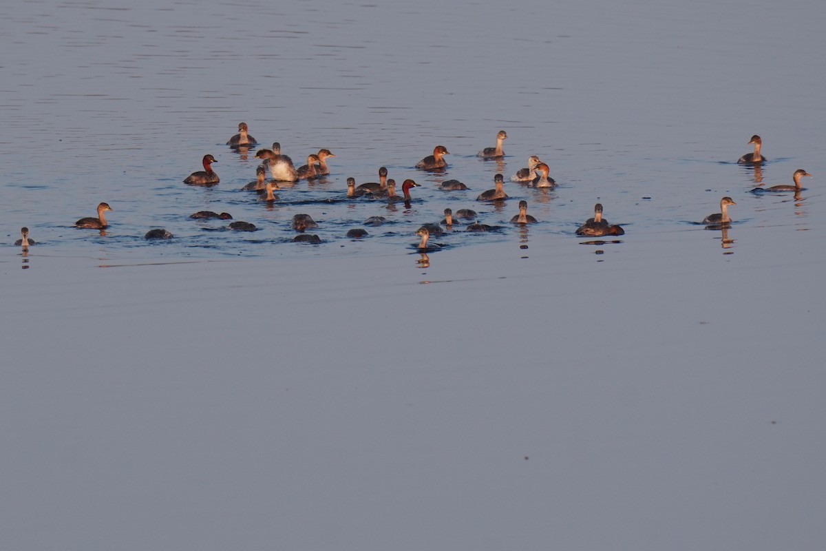 Little Grebe - ML616807340