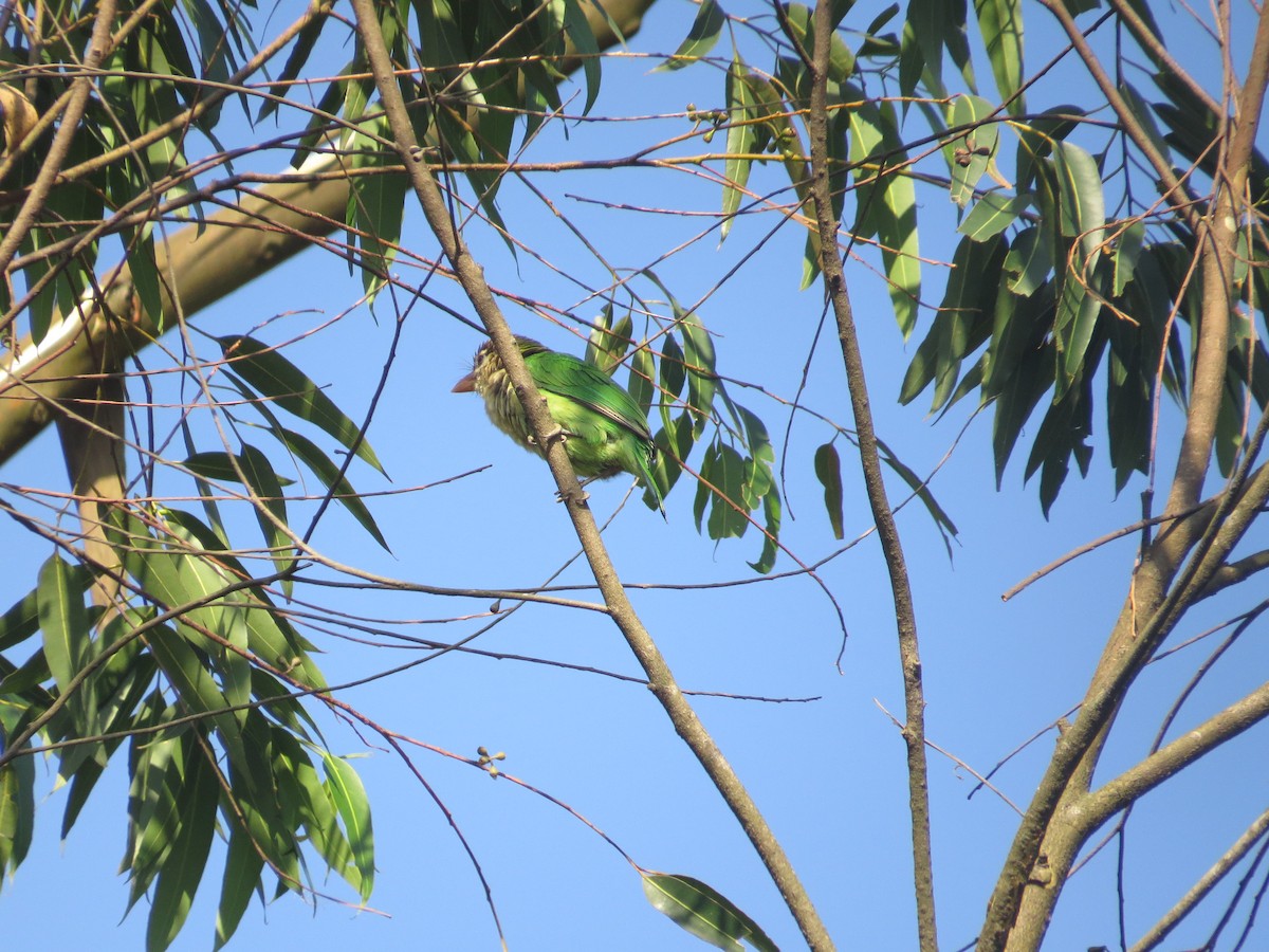 Brown-headed/White-cheeked Barbet - ML616807341