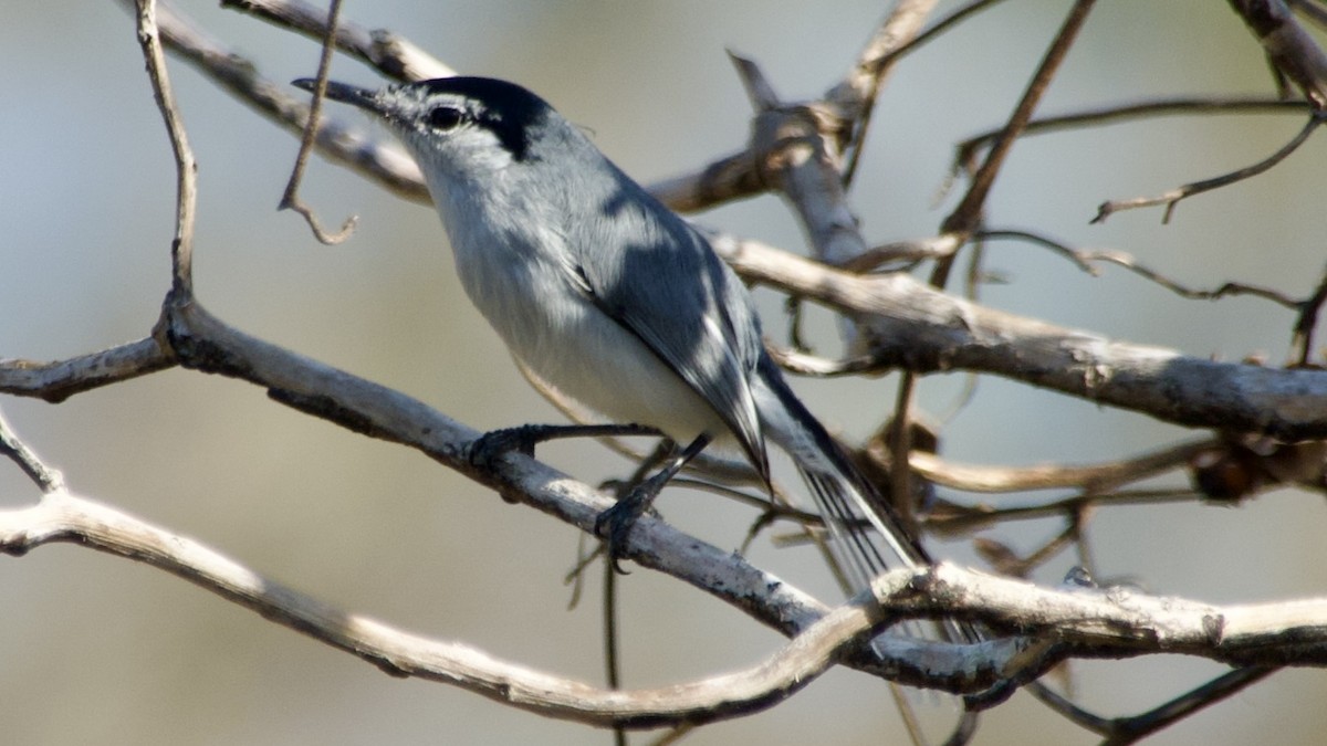 Yucatan Gnatcatcher - ML616807389