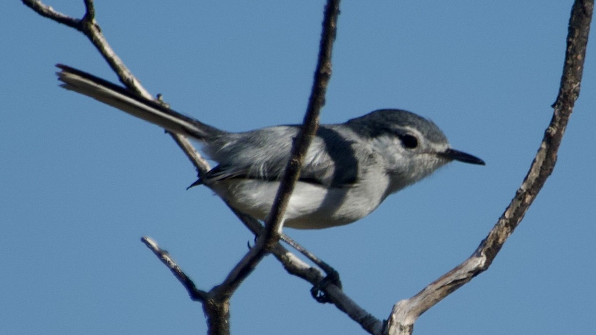 Yucatan Gnatcatcher - ML616807391