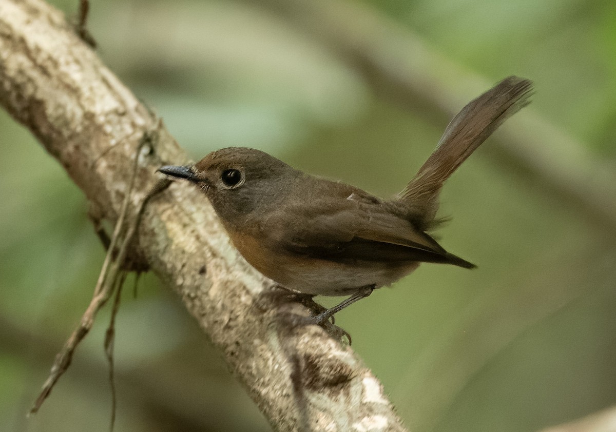 Hainan Blue Flycatcher - SERGEY ELISEEV