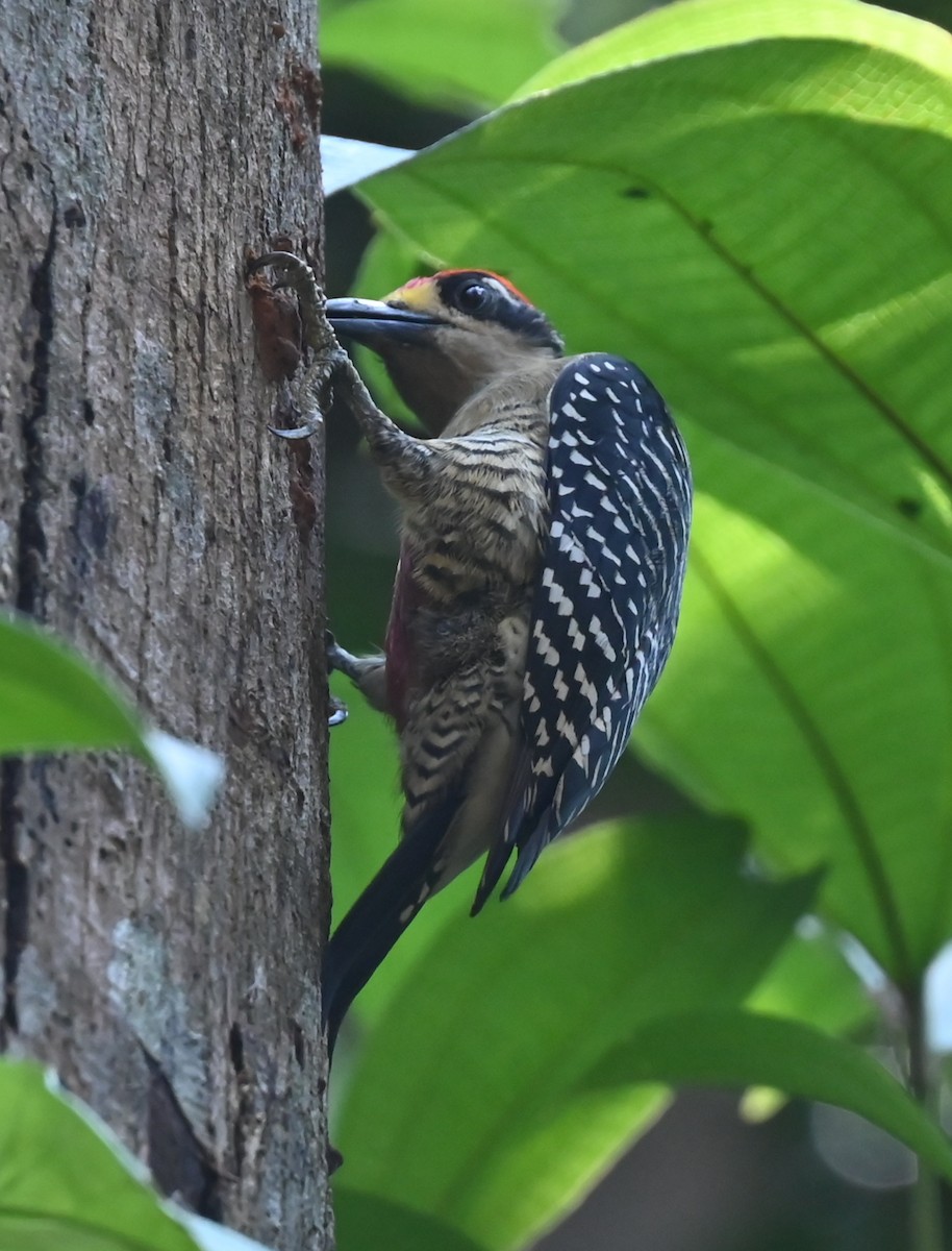 Black-cheeked Woodpecker - ML616807484