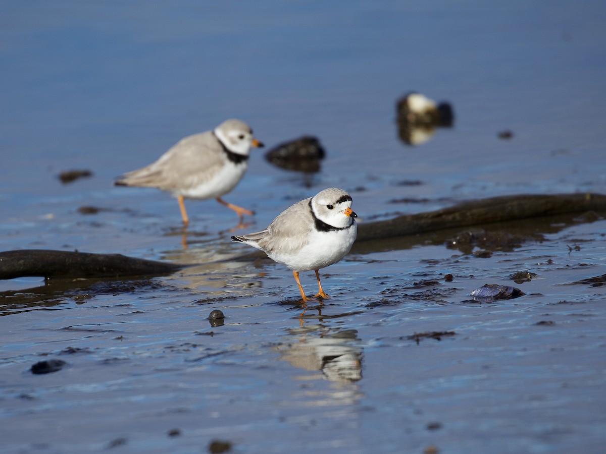 Piping Plover - Jason Barcus