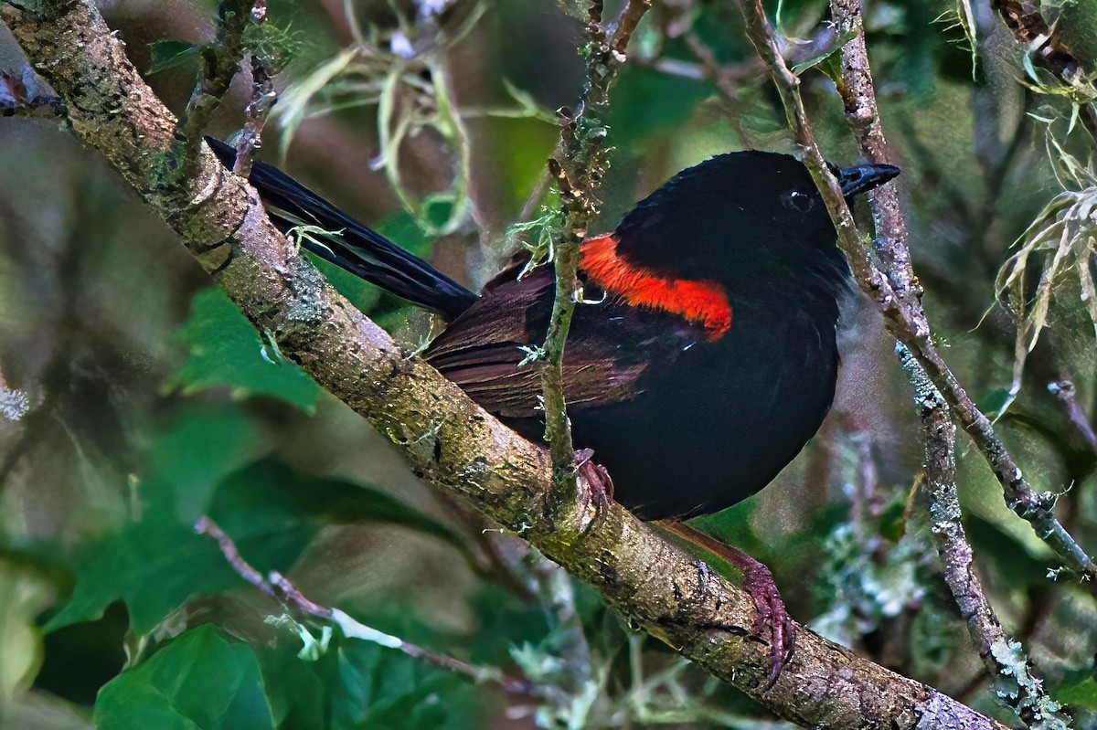 Red-backed Fairywren - Alfons  Lawen