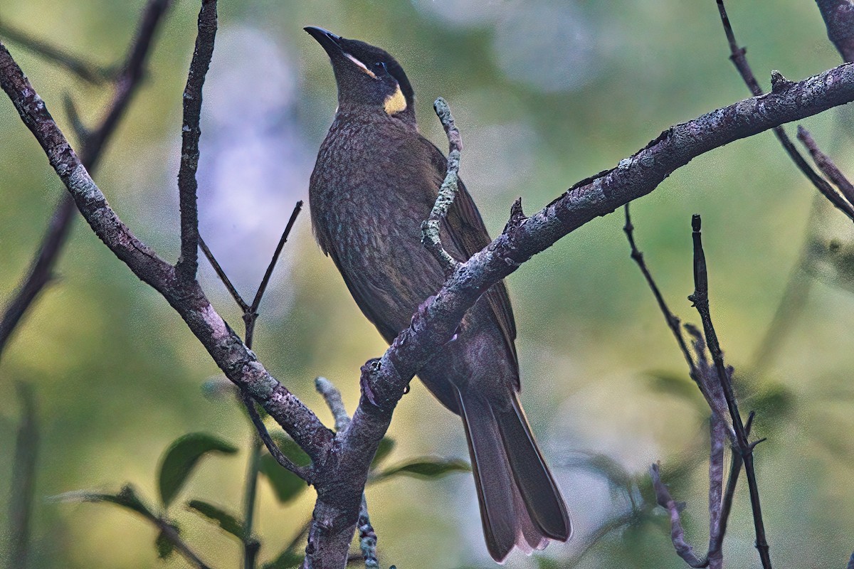 Lewin's Honeyeater - ML616807554