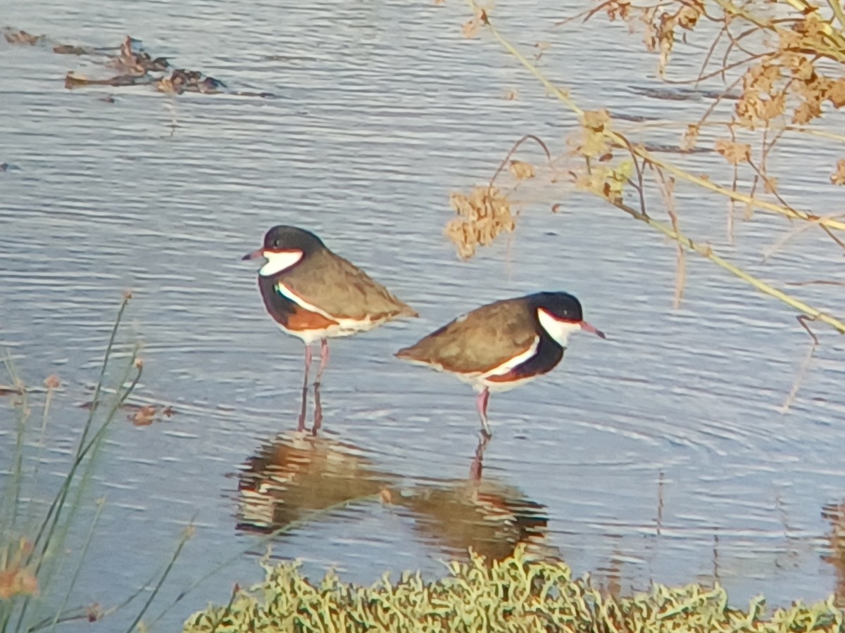 Red-kneed Dotterel - ML616807583