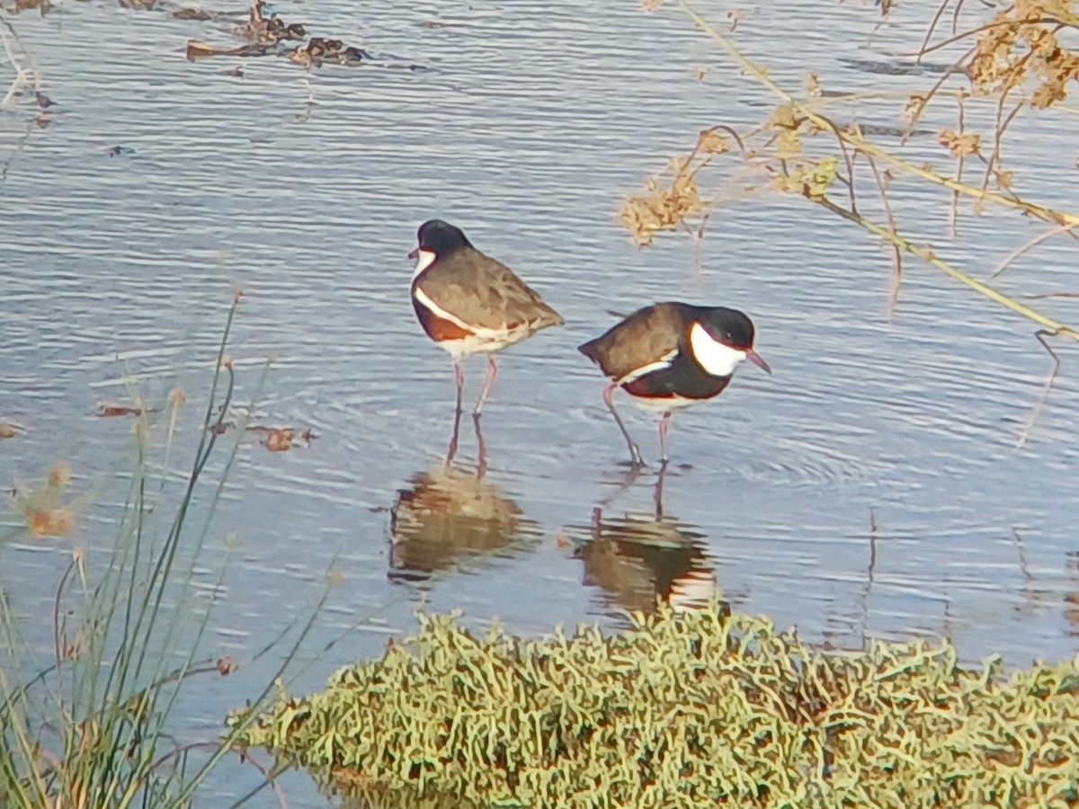 Red-kneed Dotterel - ML616807585