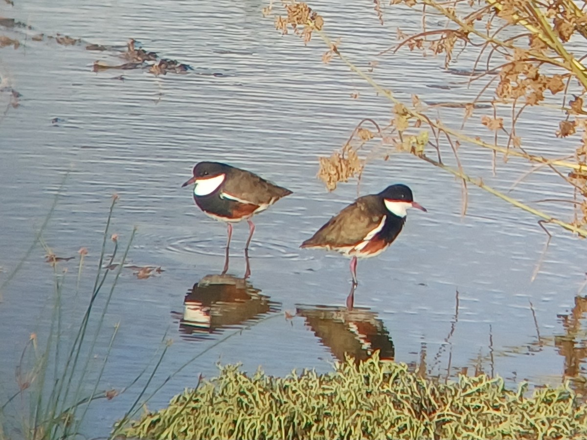 Red-kneed Dotterel - ML616807586