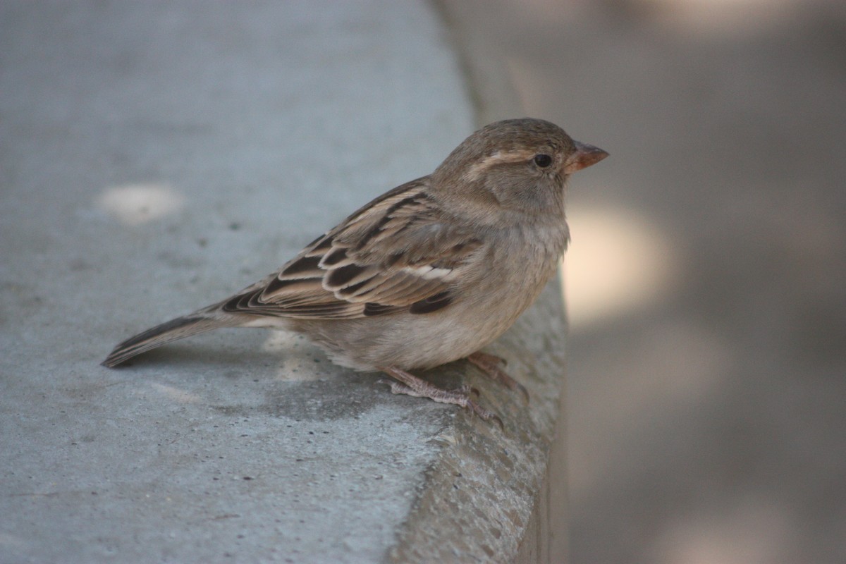 House Sparrow - ML616807593