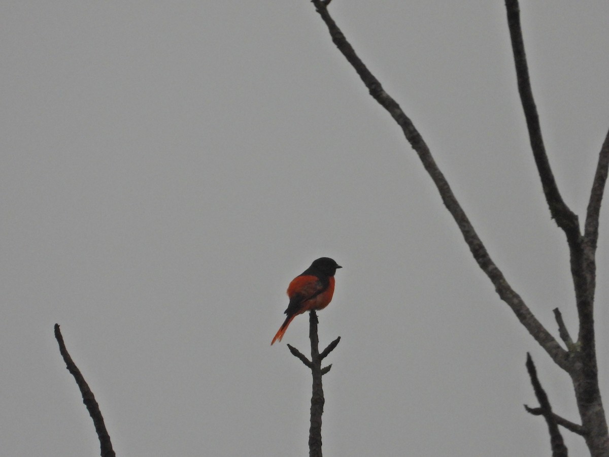 Scarlet Minivet - ML616807595