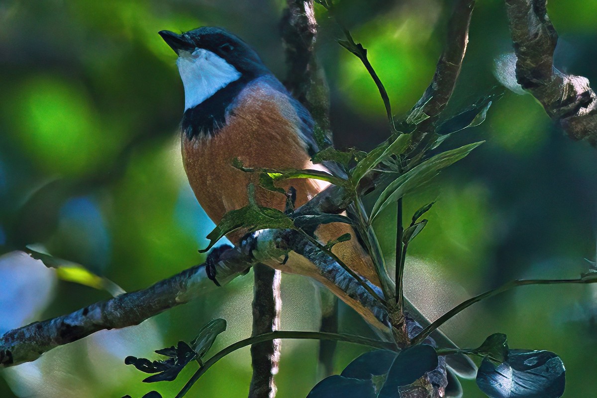 Rufous Whistler - ML616807632